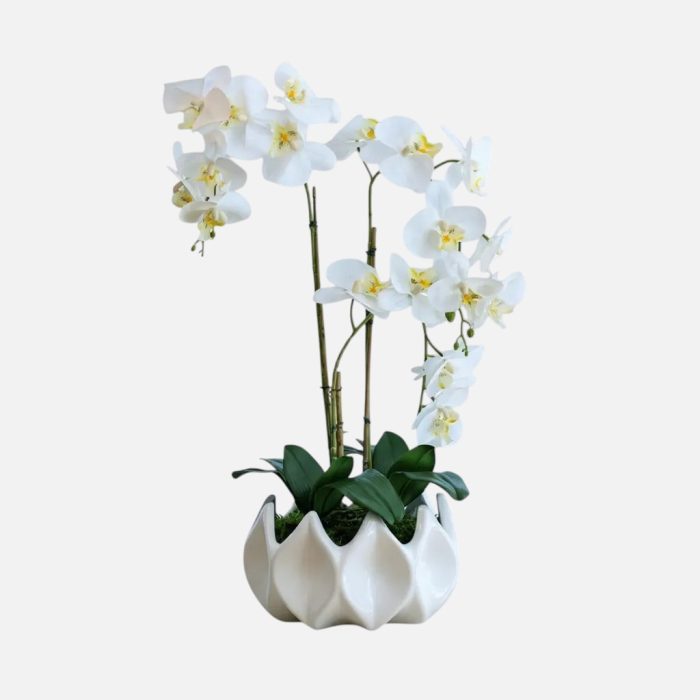 Arranjo de orquídeas em vaso de cerâmica branco Aurora