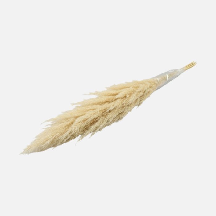 Ramo de flor seca "Plumero Silvestre" color 40 branco 120 cm