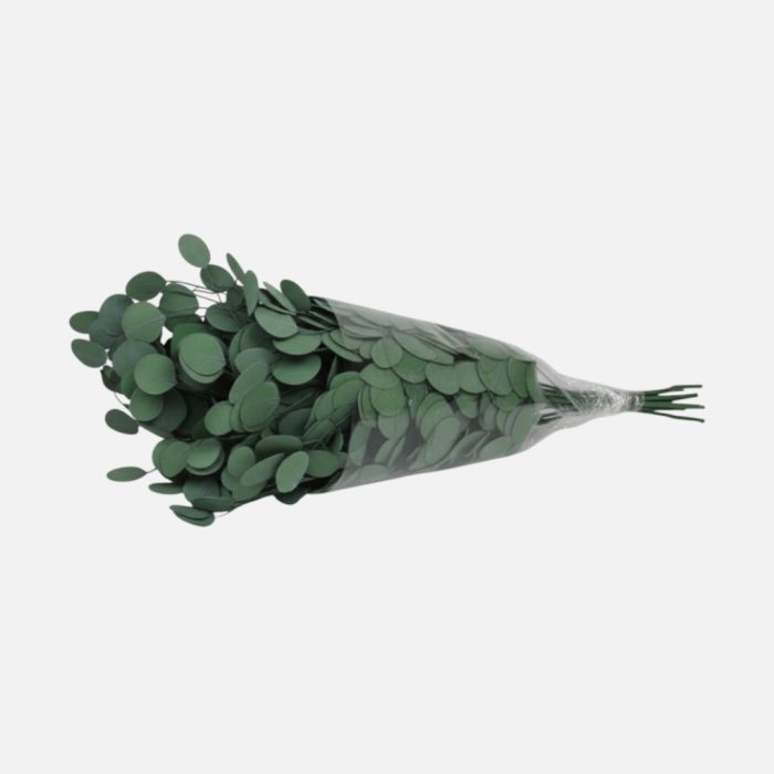 Ramos de flores preservadas de "Eucaliptus" verde 60 cm