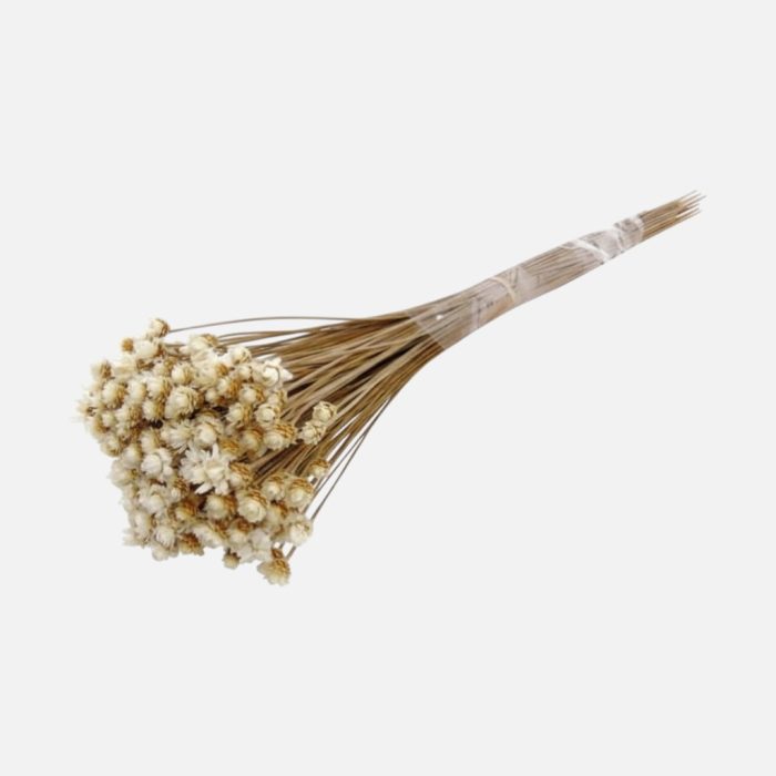 Ramos flores secas "GLIXIA GIGANTE" cor 01-natural 45CM