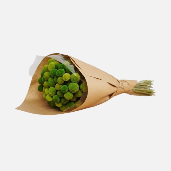 Ramo de flores secas "Craspedia" verde 20x50 cm