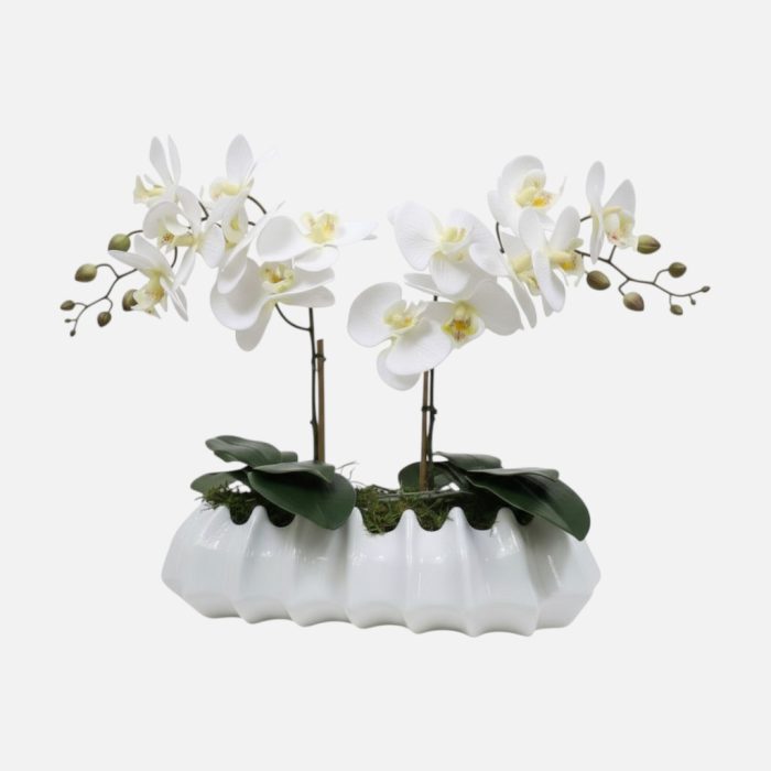 Arranjo de orquídeas em vaso de cerâmica branco Caravela