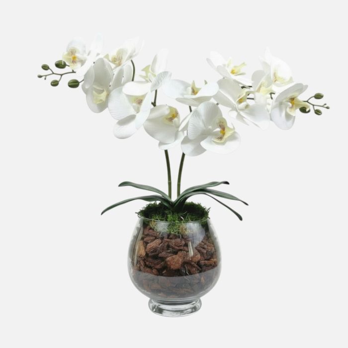 Arranjo de orquídeas em vaso de vidro Eclipse