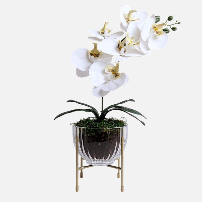 Arranjo de orquídeas em vaso de vidro Elegance