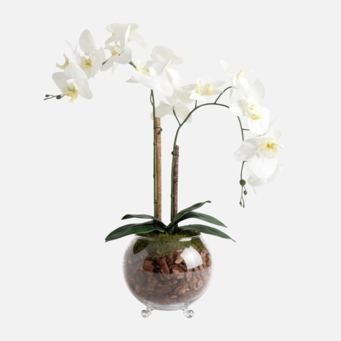 Arranjo de orquídeas em vaso de vidro Rubi